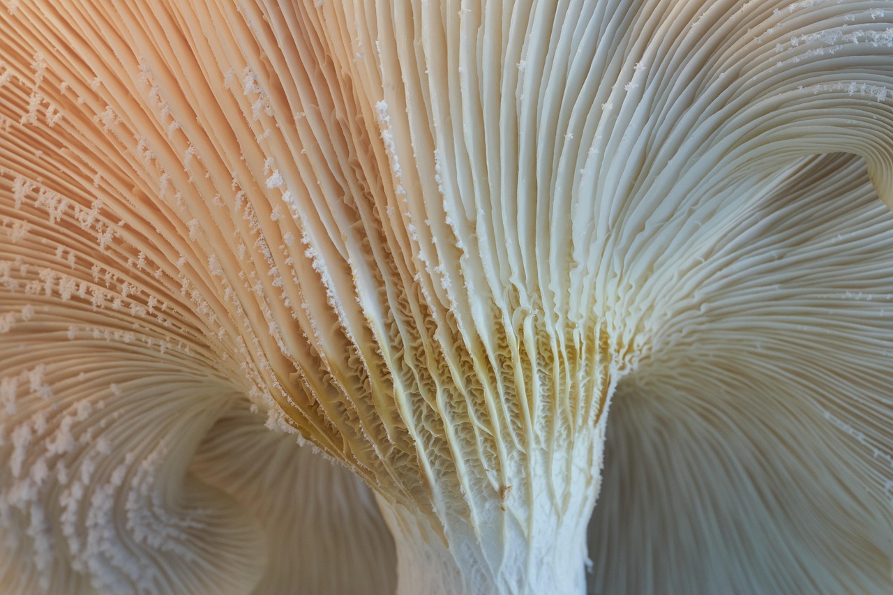 A variety of fresh shiitake and oyster mushrooms arranged on a rustic wooden surface.