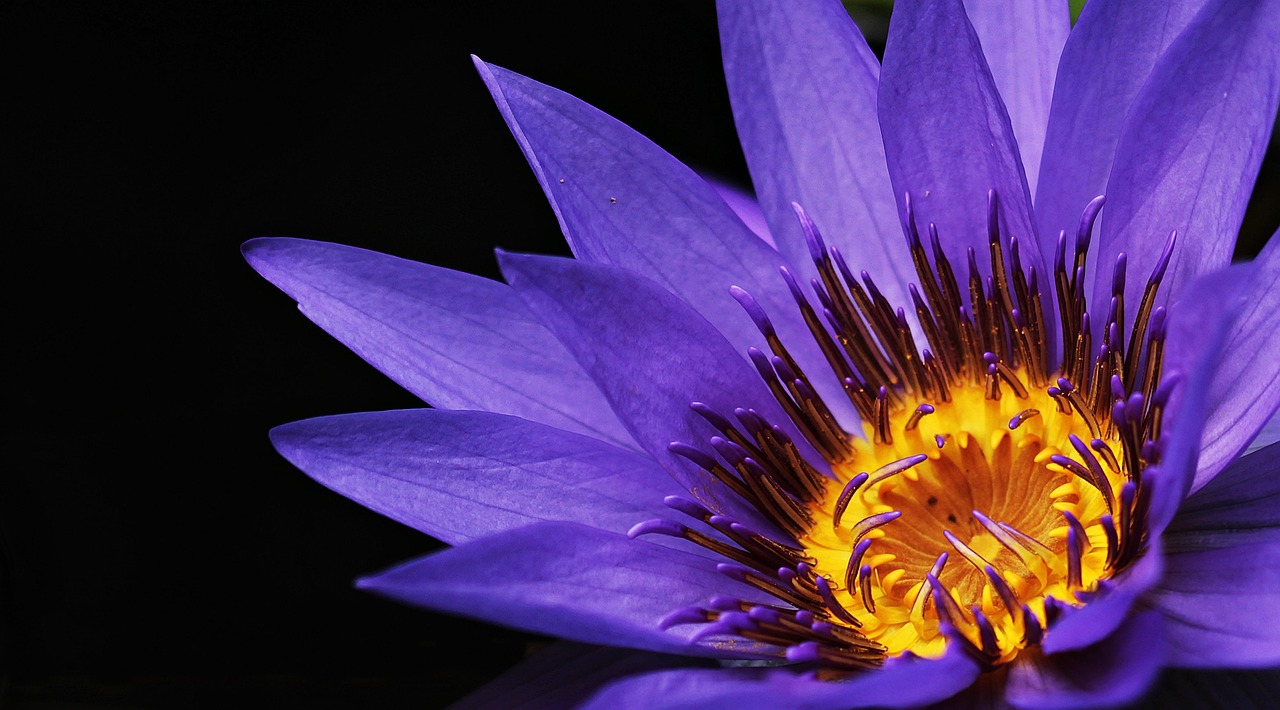 A bottle of facial serum next to purple flowers representing plant-based retinol