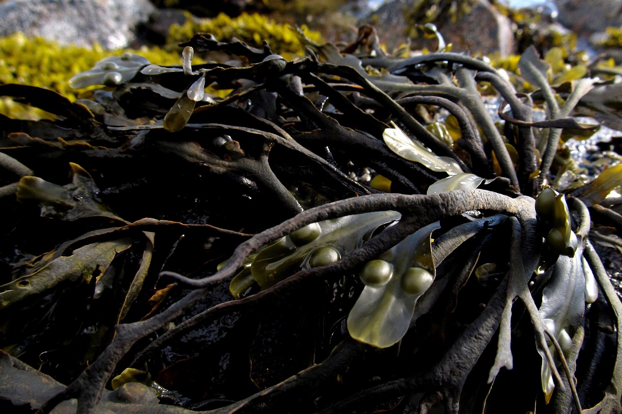 Vibrant green kelp seaweed floating in clear blue ocean water