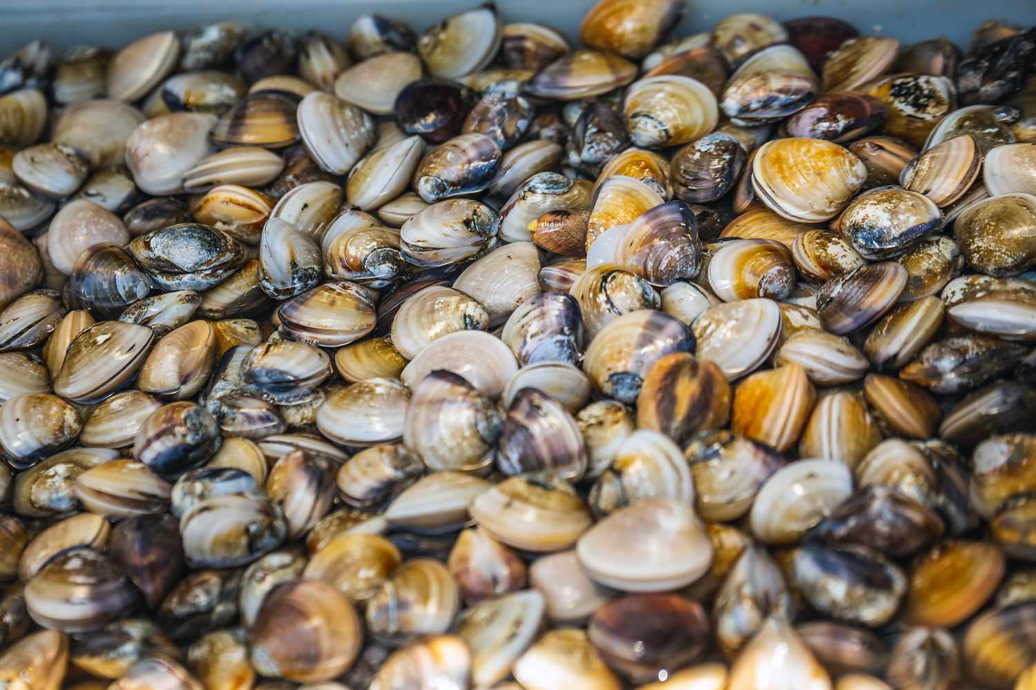 A selection of fresh seafood and vegetables prepared as a healthy, anti-inflammatory meal.