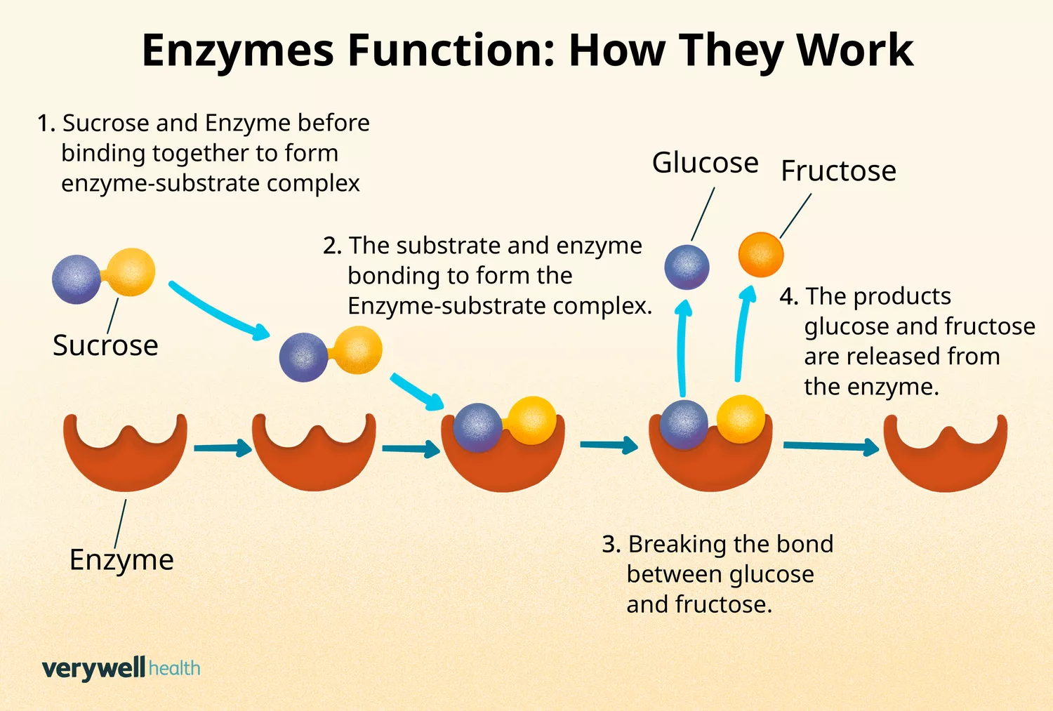 Infographic showing the biochemical process of an enzyme binding to a substrate to facilitate chemical digestion.